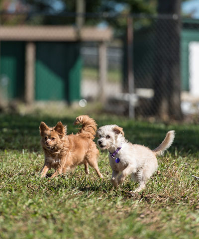 DOG DAYCARE – Friendsville Animal Center